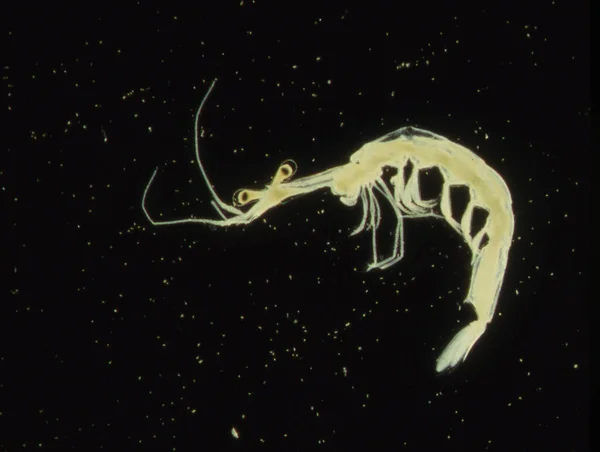 Deniz Planktonu Gibi Küçük Yengeçler Kril Gibi — Stok fotoğraf