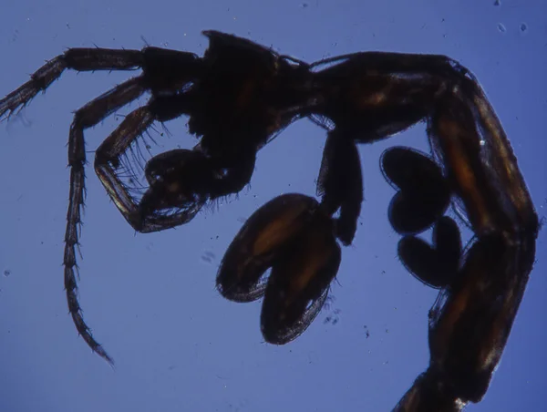 Kleine Krabben Als Zeeplankton Zoals Krill — Stockfoto