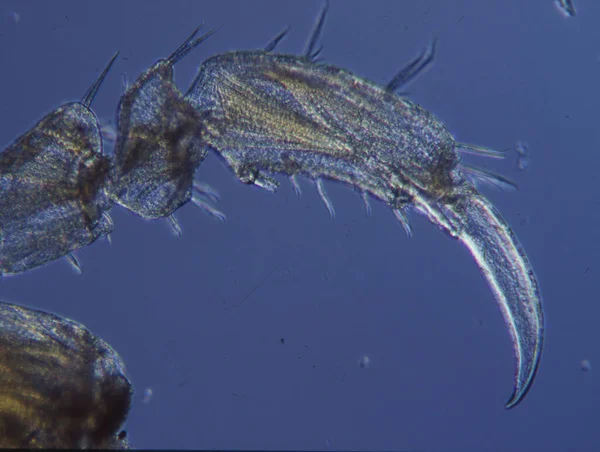 Kleine Krabben Als Zeeplankton Zoals Krill — Stockfoto