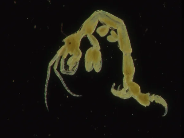 Маленькі Краби Морський Планктон Криль — стокове фото
