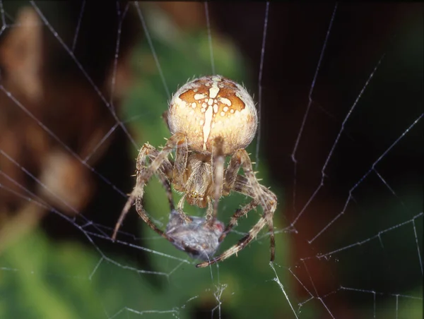 Garden spider lurks in the web for prey