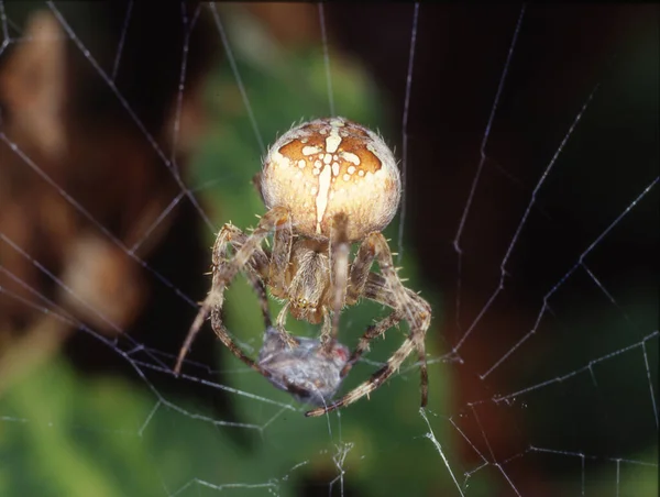 Jardin Araignée Cache Dans Toile Pour Proie — Photo