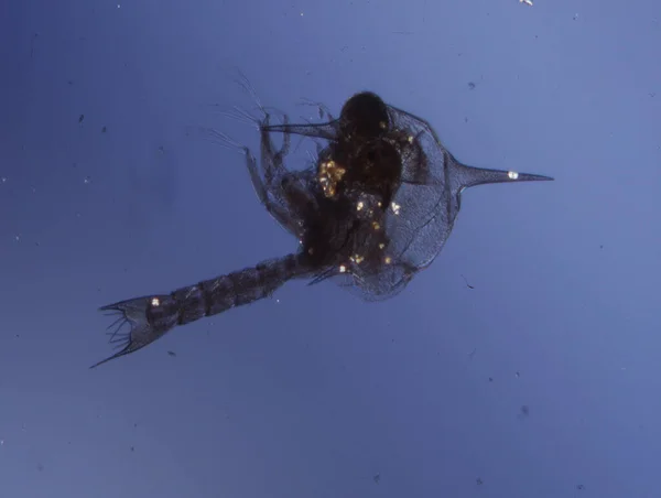 Caranguejos Pequenos Como Plâncton Marinho Como Krill — Fotografia de Stock