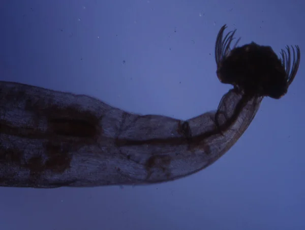 Malí Krabi Jako Mořský Plankton Jako Krill — Stock fotografie