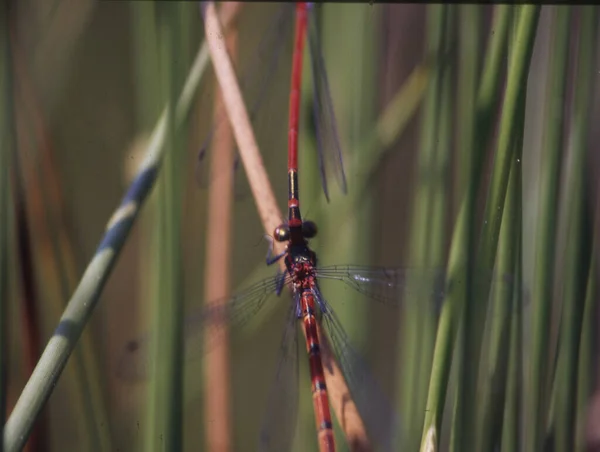 Adonis Dragonfly Σκαρφαλώνει Στα Φύλλα Και Τρώει Μύγα — Φωτογραφία Αρχείου