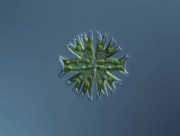 Декоративні Водорості Мікробактерії Краплі Води 100Х — стокове фото