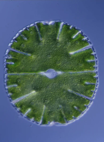 水滴中的观赏性海藻 — 图库照片