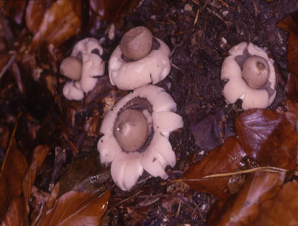 森林地面上的地球之星蘑菇 — 图库照片