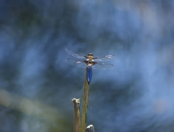 Platbuik Libelle Zit Stengel — Stockfoto