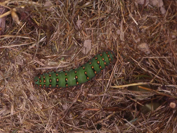 Groene Vlinder Rups Bosbodem — Stockfoto