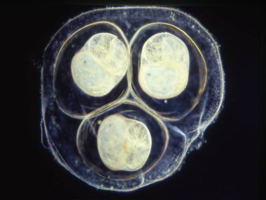 Mikroskop altında su salyangozu yumurtaları.