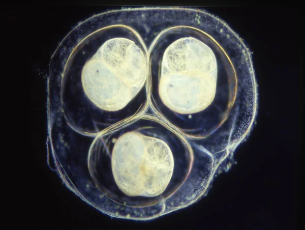 Ovos Caracol Água Microscópio — Fotografia de Stock