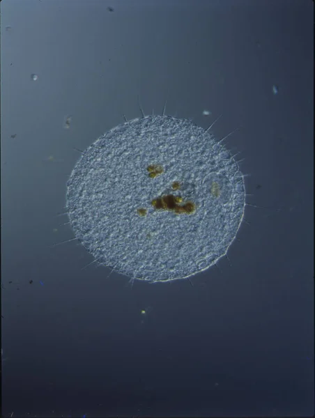 顕微鏡下の水滴の中のプランクトン — ストック写真
