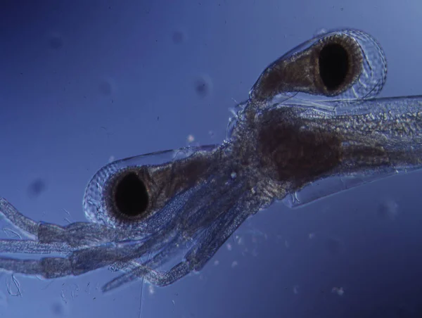 Malí Krabi Jako Mořský Plankton Jako Krill — Stock fotografie