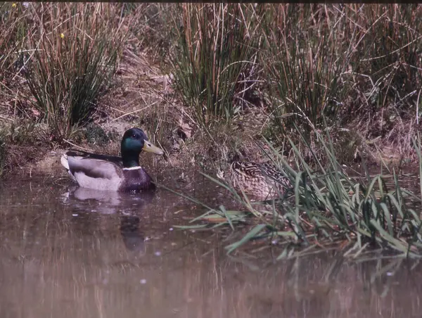 Family Ducks Swims Pond Reeds — Stock Photo, Image