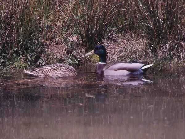 Família Patos Nada Lagoa Entre Juncos — Fotografia de Stock