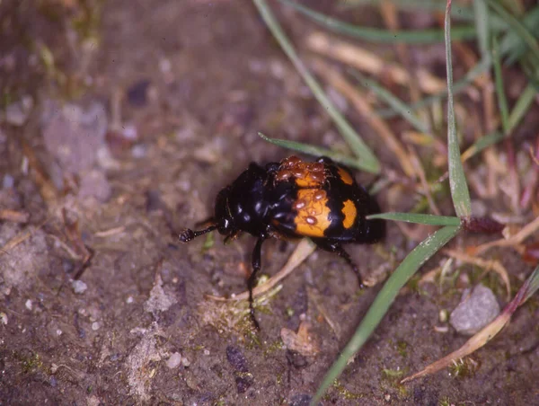 Gravedigger Beetle Crawls Forest — Stock Photo, Image