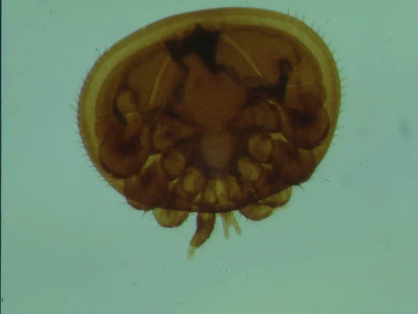 Mikroskop altında Varroa arı maytı