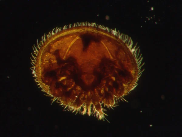 Varroamilbe Unter Dem Mikroskop — Stockfoto