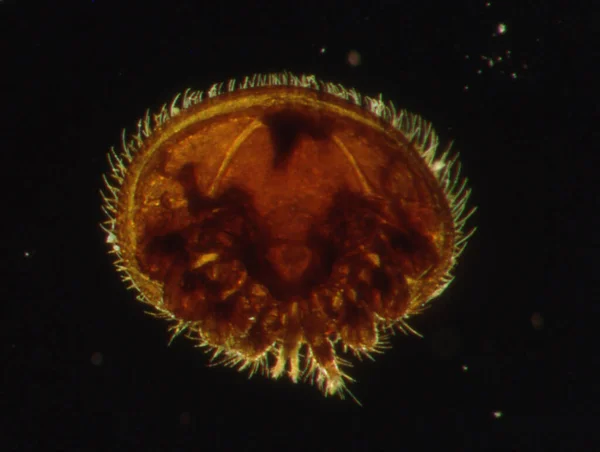 Mikroskop altında Varroa arı maytı