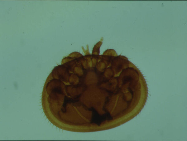 Пчелиный клещ Варроа под микроскопом