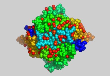 Atomları olan protein moleküler modeli
