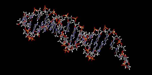 原子を含む遺伝物質分子モデル — ストック写真