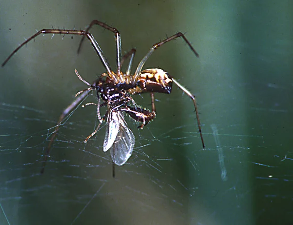 Αράχνη Στον Ιστό Τρώει Θήραμα — Φωτογραφία Αρχείου