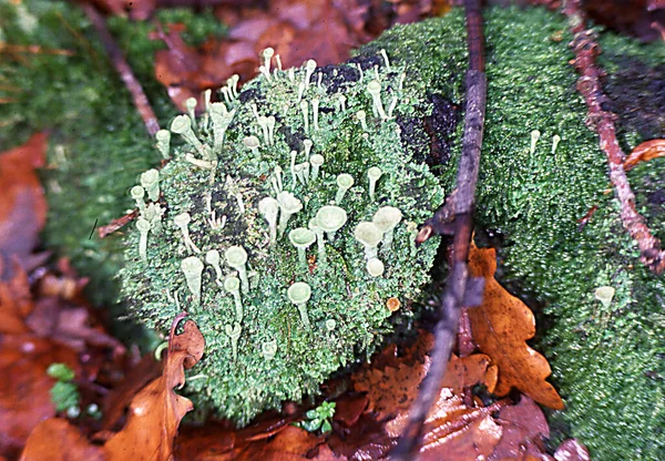 Green Mug Lichen Forest Floor — Stock Photo, Image
