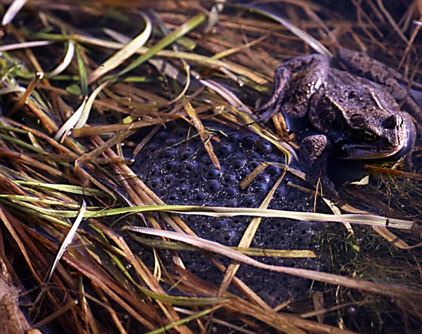 Gemeiner Frosch Laicht Teichen — Stockfoto