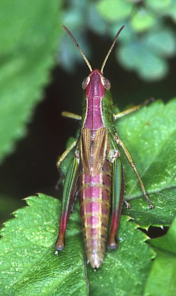 Roesel Grasshopper Bite Grass — Stock Photo, Image