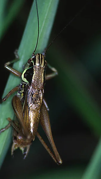 Gafanhoto Roesel Morde Gras — Fotografia de Stock