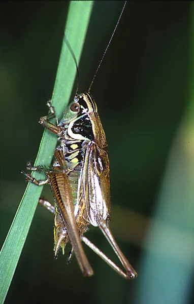 Roesel Grasshopper Bite Gras — Stock Photo, Image