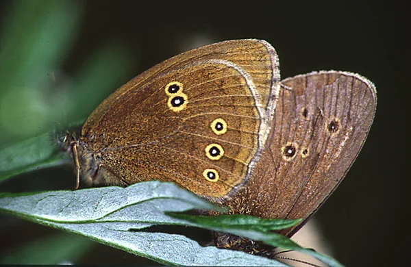 Aurora Moth Copulation — Stock Photo, Image