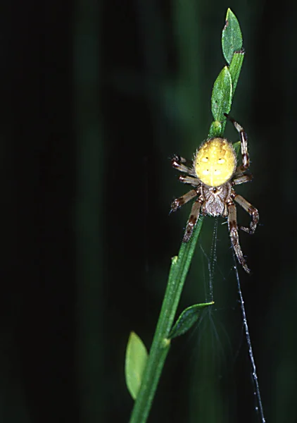 Čtyřskvrnný Zahradní Pavouk Číhající — Stock fotografie