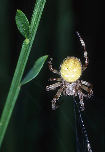 Araña Jardín Cuatro Manchas Yaciendo Espera —  Fotos de Stock