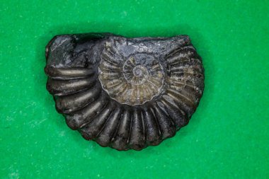 Amonit fosilleşmesi ateşlendi, 150 milyon yaşında, Bavyera