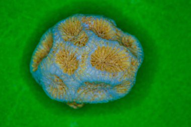 mercanların fosilleşmiş kireçtaşı iskeleti