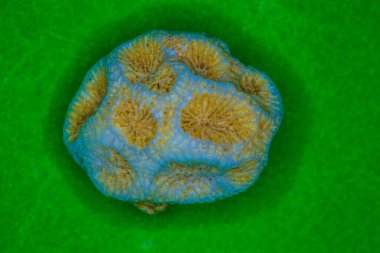 mercanların fosilleşmiş kireçtaşı iskeleti