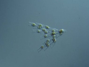 Yeşil yosunlar mikroskop altında büyüteç altında