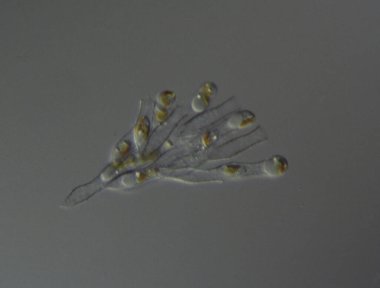 Yeşil yosunlar mikroskop altında büyüteç altında