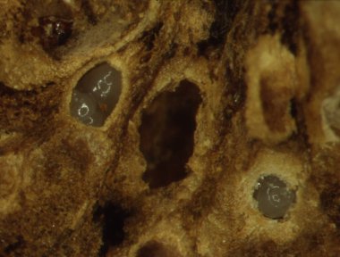 Dallarda ve yapraklarda larvalar olan safra.