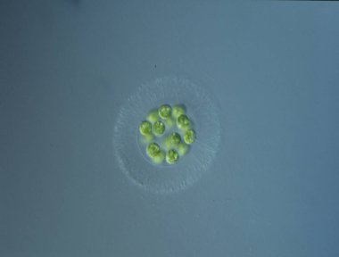 Yeşil yosunlar mikroskop altında büyüteç altında