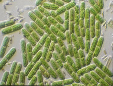 Yeşil yosunlar mikroskop altında büyüteç altında