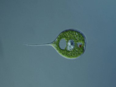 Mikroskop altında kırmızı gözlü kırbaç