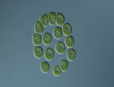 Yeşil yosunlar mikroskop altında büyüteç altında