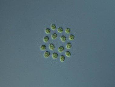 Yeşil yosunlar mikroskop altında büyüteç altında