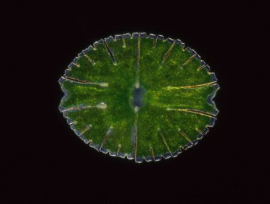 Mikroskop altında süs yosunları