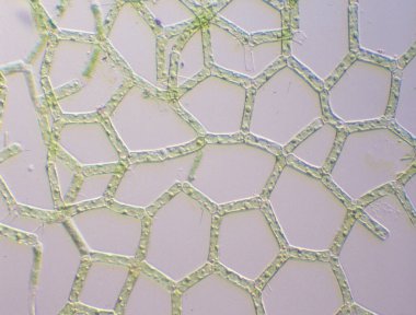 Yeşil yosunlar mikroskop altında büyüteç altında