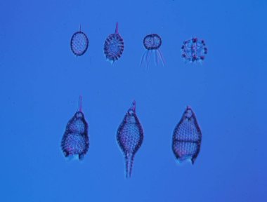 Mikroskop altında küçük radyolarya